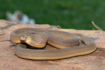 A beautiful adult Southern Brown Egg-eater (Dasypeltis inornata) in the wild