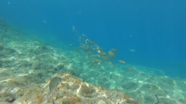 Underwater footage in Mediterranean sea with saddled seabreams (oblades)