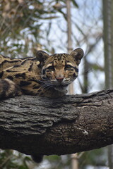 A clouded leopard at the zoo
