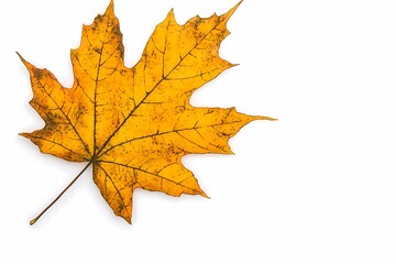 Obraz premium Golden Maple Leaf with Intricate Autumn Details