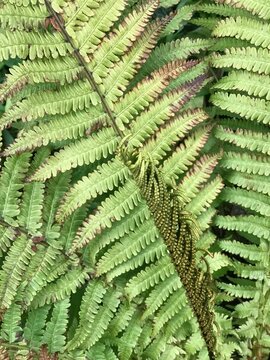 fern leaf in the forest