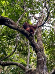 Female orangutan in tree