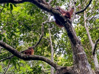 Female orangutan with infant in tree © karenfoleyphoto