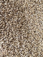 close up barley grains