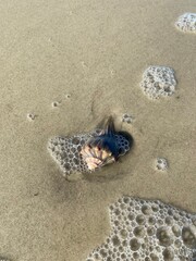 crab shell on the beach