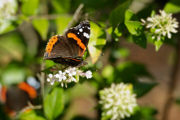 Red admiral butterfly (Vanessa Atalanta) perched on a white flower in Zurich, Switzerland