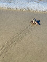 crab walking on sand
