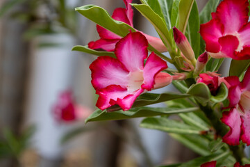 Beautiful flower of the plant called desert flower. A rare plant with an exotic and thick trunk