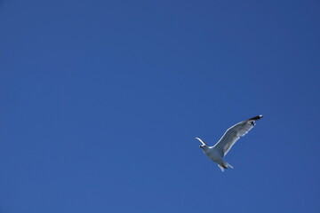 Fliegende Möwe