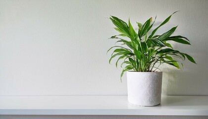 plant in a flowerpot