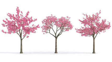 Obraz premium Beautiful Cherry Blossom Trees Isolated on a Transparent Background Generative AI