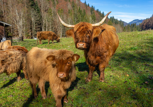 Nette, zottelige, skurrile Einwanderer: Schottische Hochlandrinder, Highlander, Highland cattle auf einer Weide, Alm in Deutschland, &Ouml;sterreich, Bayern an der Grenze zu Tirol