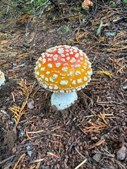 Amanita Mascaria mushroom on the forest floor