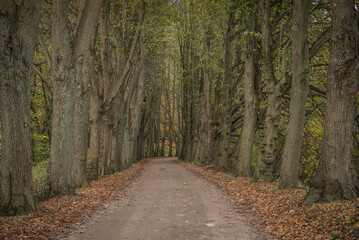 Path in a fall season wood area.