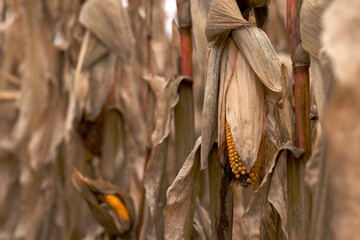 Ripe corn cob in close-up on a stalk