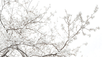 Bare Winter Branches Against White Sky
