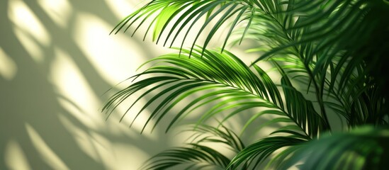 Green palm fronds against a light beige wall with shadows.