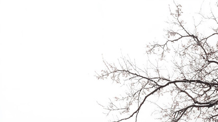 Bare Winter Branches Against White Sky

