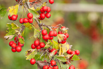 Coffee plantation, Coffee beans on tree with sunrise background. Fresh red and green coffee beans...