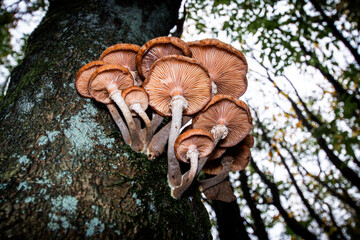 mushrooms on a tree