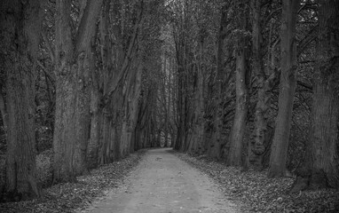 Path in a fall season wood area.