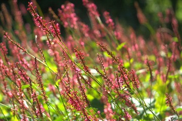 red flowers