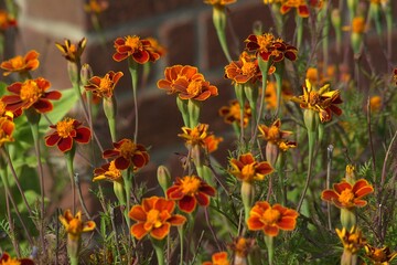 red and yellow flowers