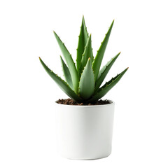 Cactus in a pot on transparent background