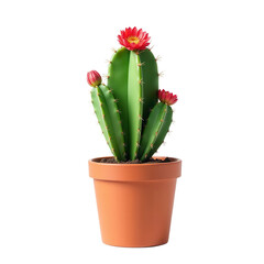 Cactus in a pot on transparent background