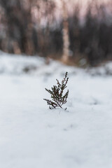 Nature under snow. Heather bush under snow against the background of blurred trees.