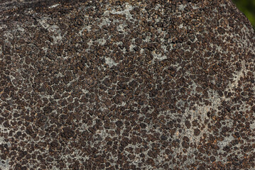 natural stone texture with natural lichen.