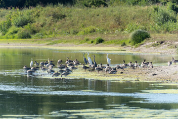 V&ouml;gel am Wasser