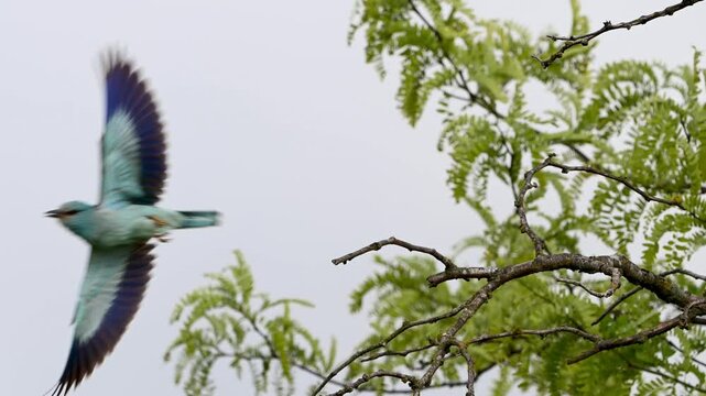 European Roller Coracias garrulus in the wild slow motion close-up as the bird flies off the stick.