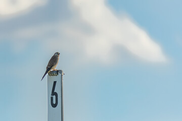 Raubvogel