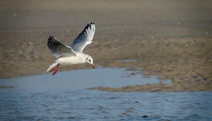 beautiful flying seagulls at the beach of Norderney, Germany