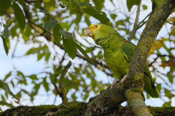 yellow-headed amazon parrot is perching on a tree branch close-up
