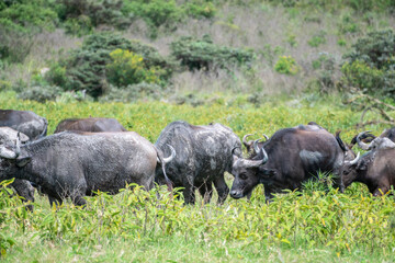 Herd of water buffalos grazing in a lush green field of Africa, Tanzania