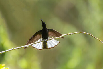 Beija Flor Preto