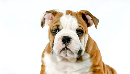Charming bulldog puppy with expressive eyes sits calmly against a white backdrop. Perfect representation of cuteness, innocence, and companionship. Ideal for animal lovers and pet-themed projects