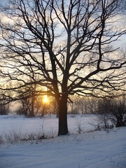 Dark branches trees and sky with sunlight of setting sun low above horizon with snow - natural winter scene. Topics: sunset, season, weather, evening, natural environment