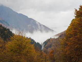 &Aacute;rboles de haya en oto&ntilde;o con niebla en las monta&ntilde;as