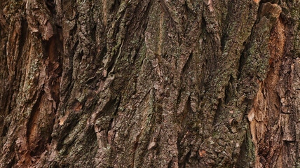 Natural background made of rough acacia tree bark