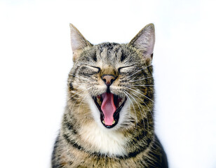 Obraz premium A cute and expressive tabby cat yawns with a wide open mouth and closed eyes, set against a clean white background. Perfect image depicting relaxation, cuteness, and animal behavior