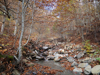 Arroyo de monta&ntilde;a en bosque de hayas en oto&ntilde;o