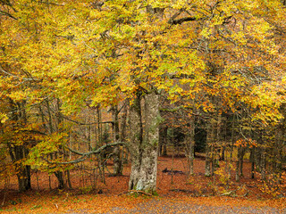 &Aacute;rbol enorme de haya en oto&ntilde;o con hojas amarillas