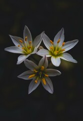Small white flowers blooming