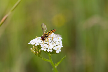 Insekt auf Blume