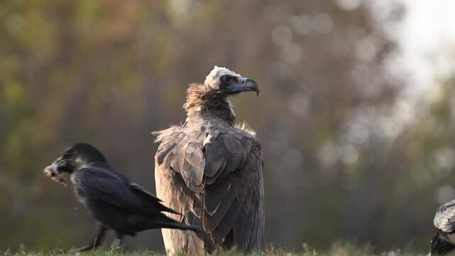 Cinereous vulture Aegypius monachus In the wild. Slow motion. Close up.