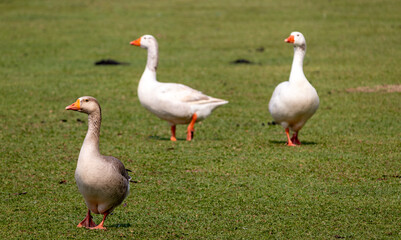 Image taken at Barigui Park in Curitiba, Paraná, Brazil.