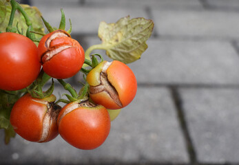 Cracked tomatoes close up. Cracking or splitting tomatoes can occur when a period of drought is...